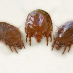 Cimici da letto Roma e provincia