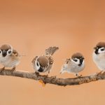 COSTO ALLONTANAMENTO PICCIONI ROMA